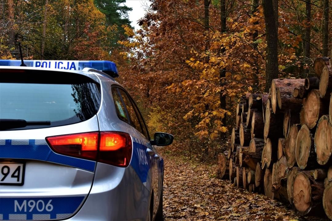 Wilczyca potrącona na DW710 w Boczkach Parceli.