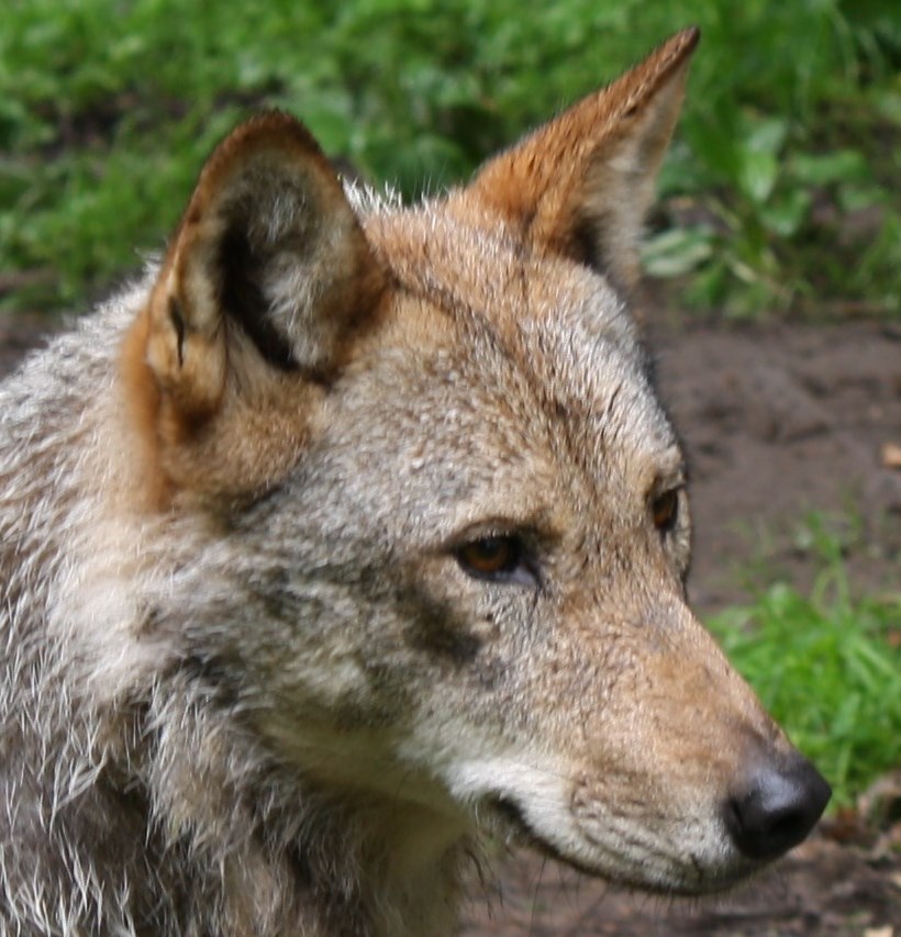 Wilk. Ludwig Schneider / Wikimedia Commons, CC BY-SA 3.0. Zdjęcie ilustracyjne; nie przedstawia zwierzęcia z gminy Osjaków.