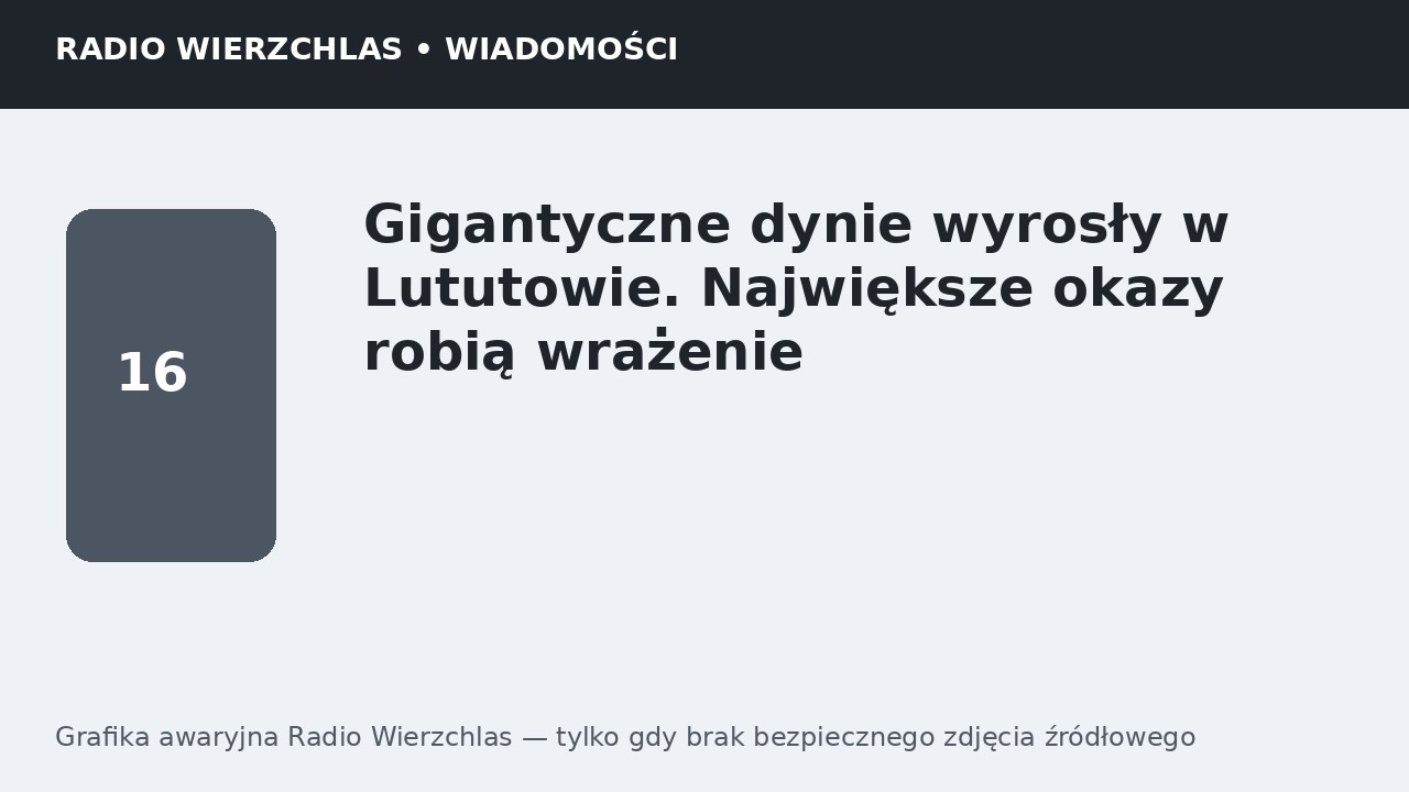 Gigantyczne dynie wyrosły w Lututowie. Największe okazy robią wrażenie