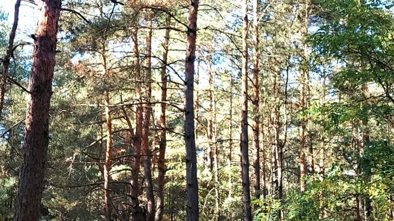 Sezon na grzybobranie w okolicach Wielunia ruszył