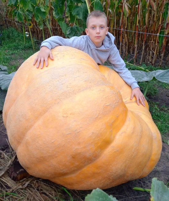 Gigantyczna dynia w Lututowie. Waży około 350 kilogramów i nadal rośnie — zdjęcie 1.