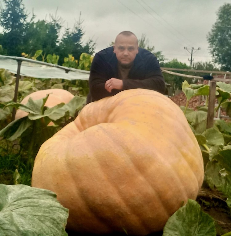 Gigantyczna dynia w Lututowie. Waży około 350 kilogramów i nadal rośnie — zdjęcie 3.